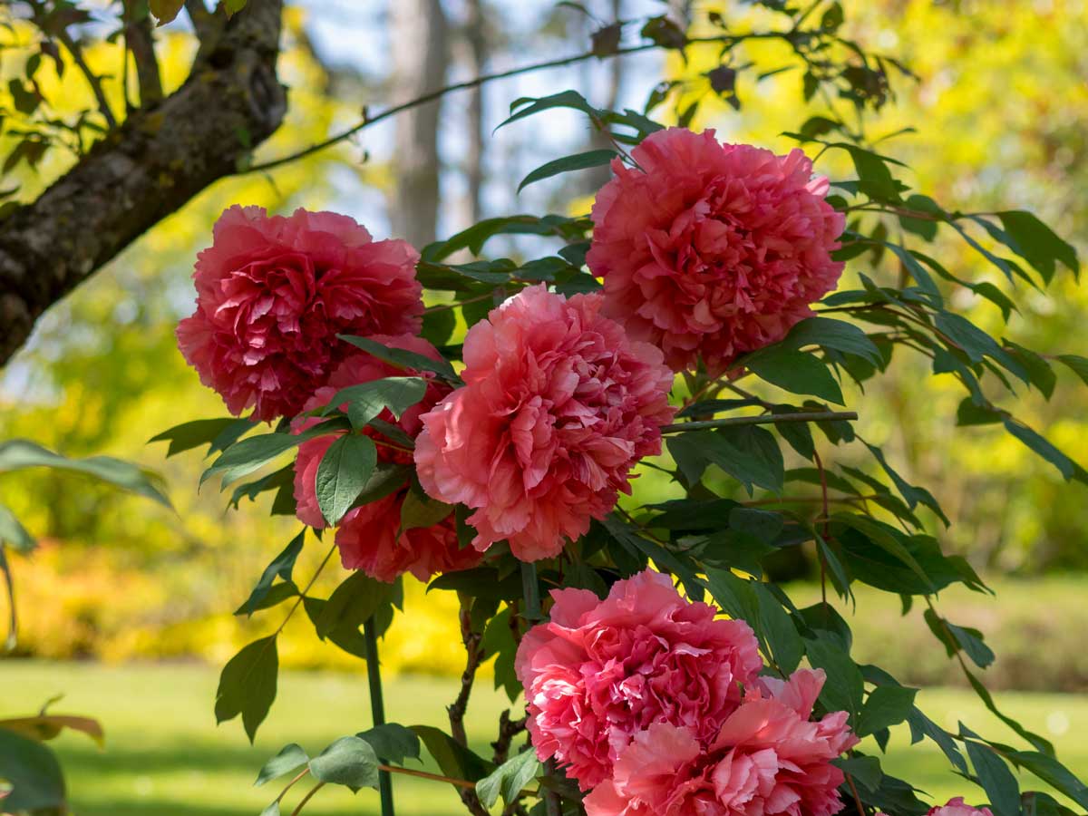 Peonie arboree