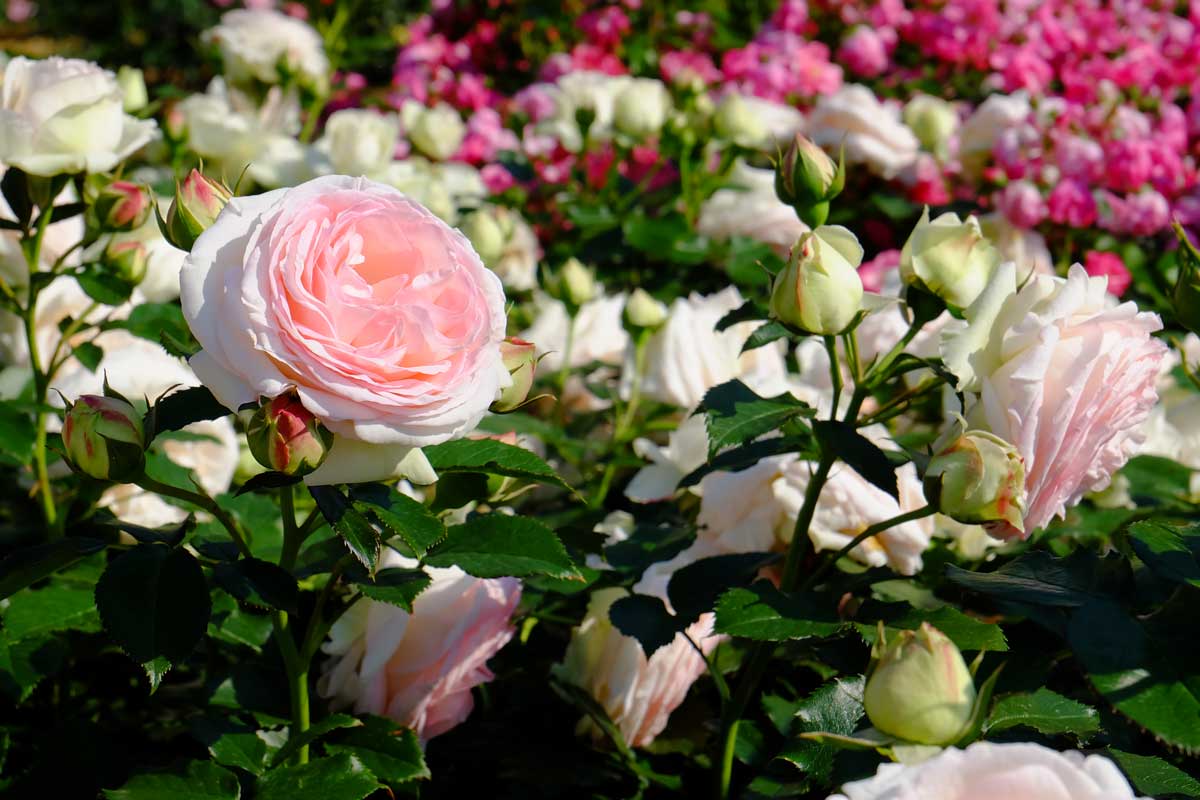 varietà di rose più spettacolari