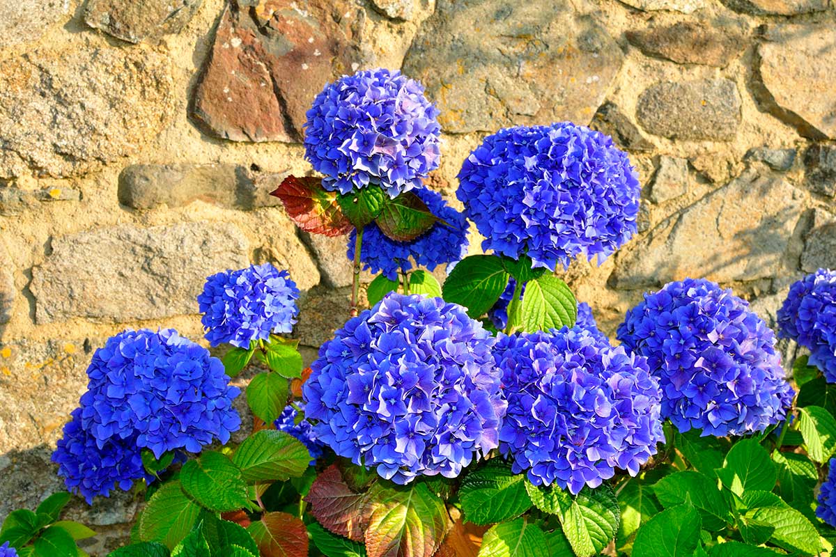 ortensie blu in pieno sole