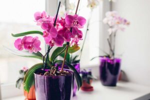 I fondi di caffè: il concime naturale ideale per le tue orchidee fondi di caffè per orchidee