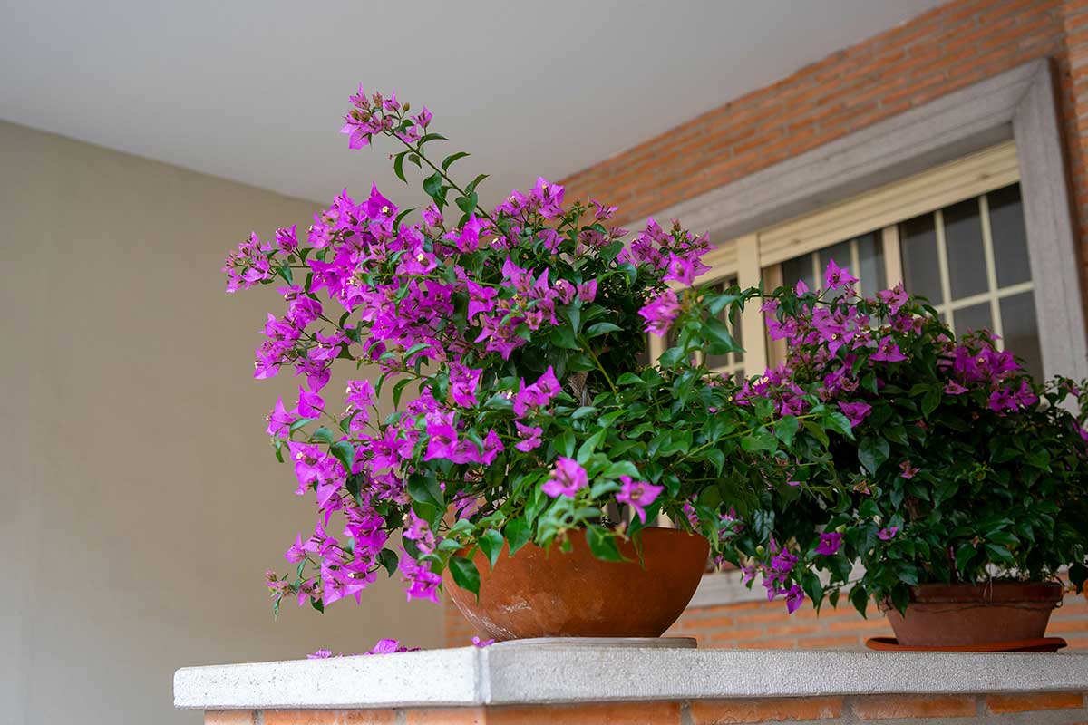 bougainvillea in vaso all'ingresso