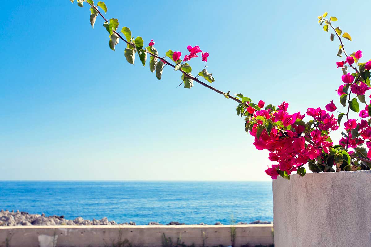 bougainvillea non fiorisce più