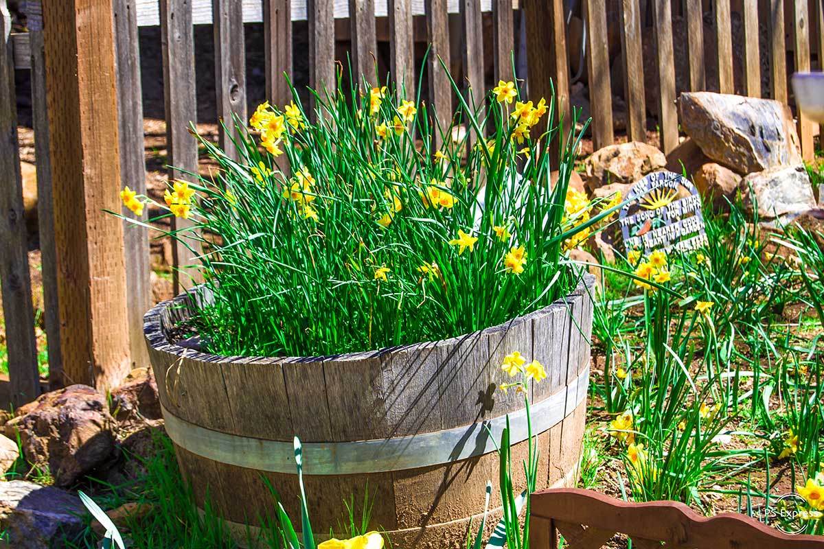 botte di legno con fiori in giardino