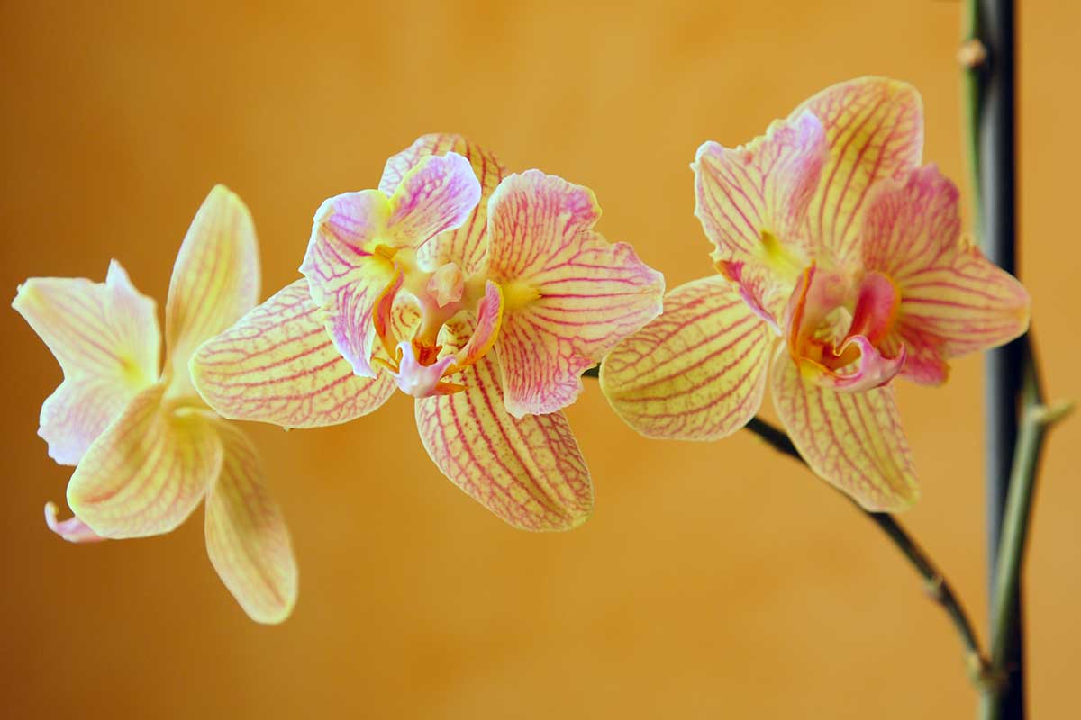 orchidea in fiore