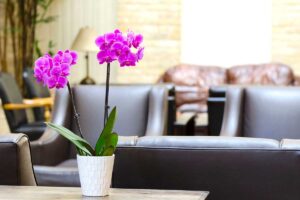 Il trucco magico per curare le tue orchidee e farle rifiorire! orchidee rosa in vaso sul tavolino del soggiorno