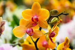 Phalaenopsis: l'orchidea che fiorisce più a lungo di tutte le altre Phalaenopsis orchidea