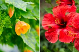 Le 10 piante più facili da propagare per talea in estate per un giardino radioso piante facili da propagare per talea in estate