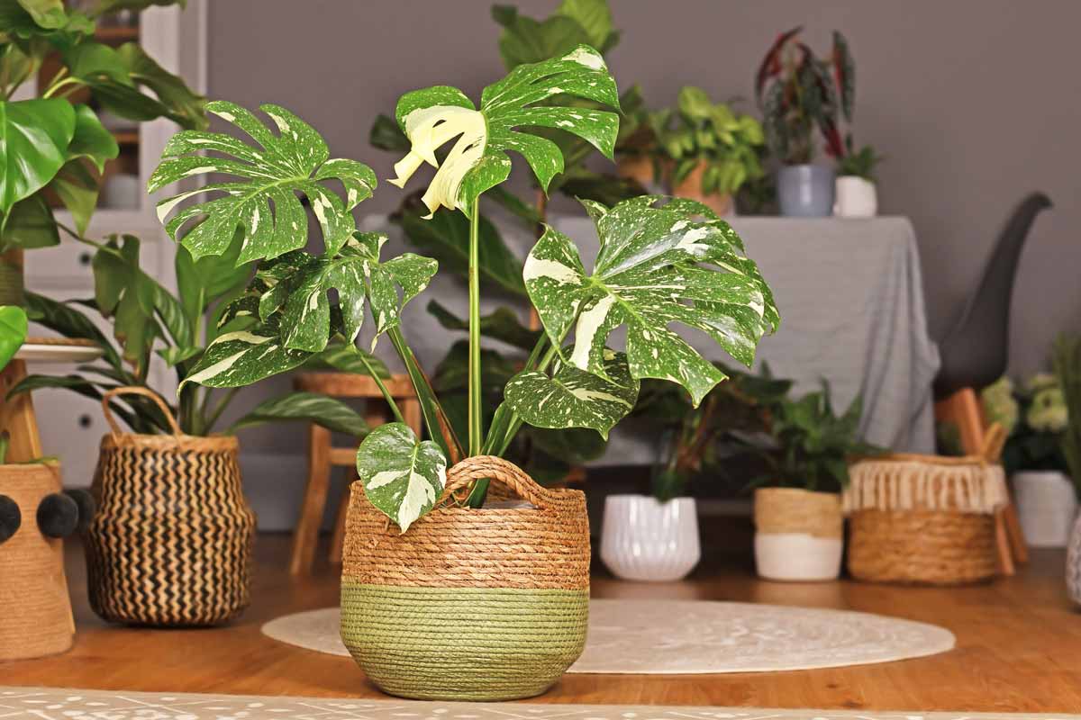 Monstera deliciosa, piante d'appartamento