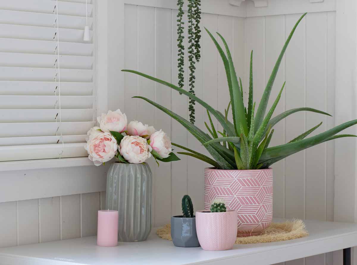 Aloe Vera in un vaso rosa, una bella piante d'appartamento.