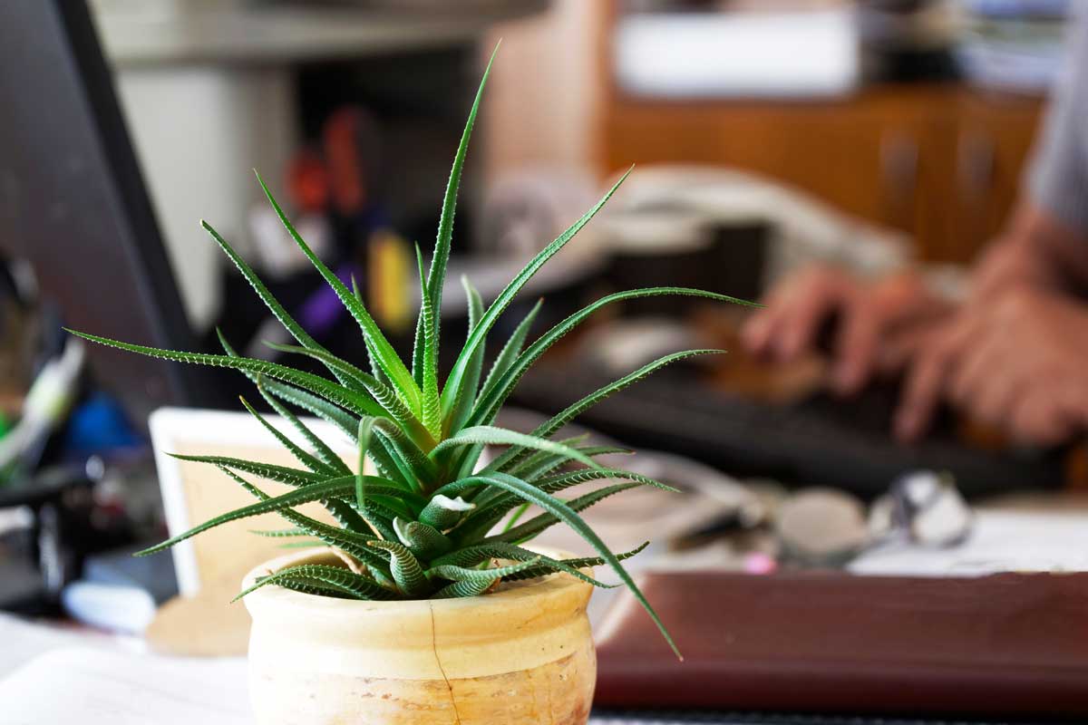 Aloe vera in vaso in salotto.