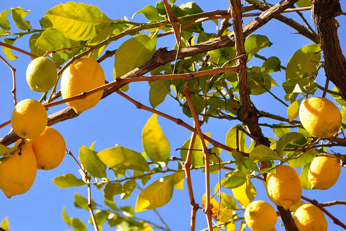 albero di limoni in estate