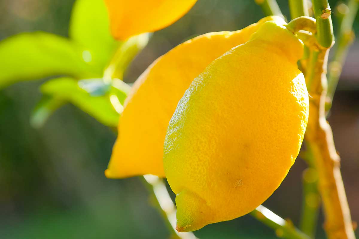 Concime naturale per limoni in estate