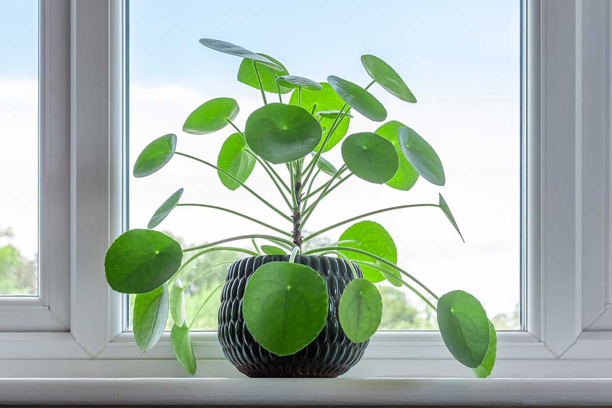 Pianta delle monete cinese (Pilea peperomioides)