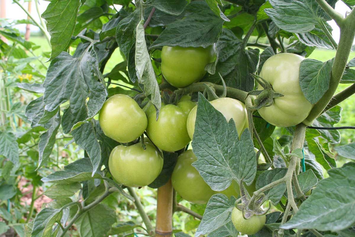 pomodori verdi non diventano rossi