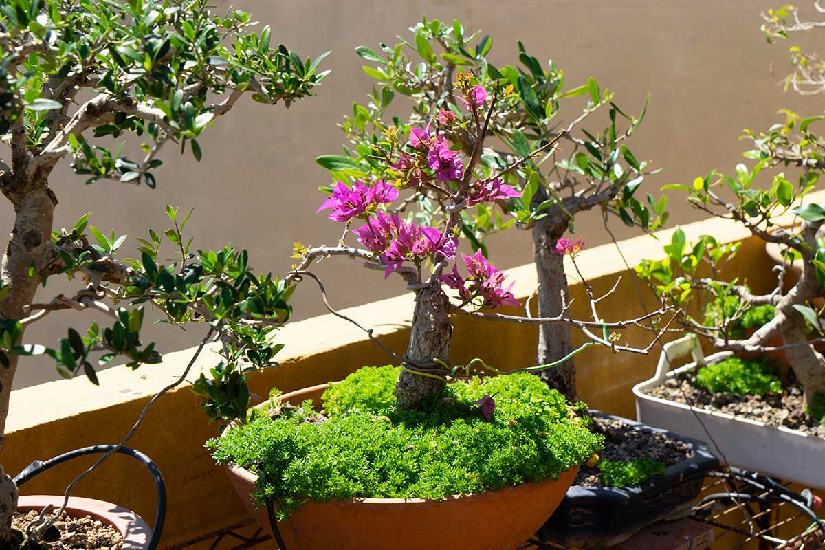 bonsai de Bouganville