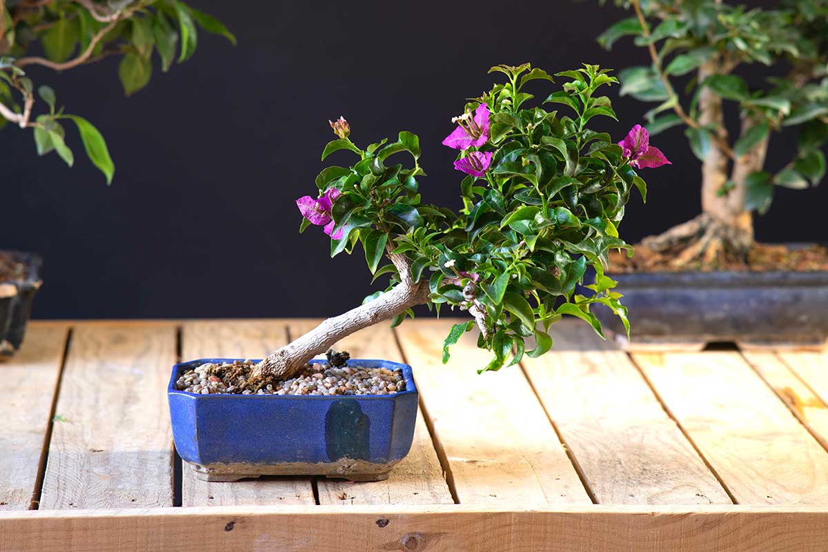 bonsai di bouganville