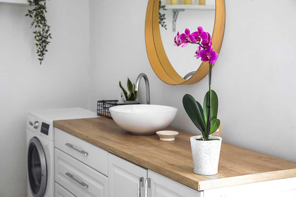 Orchidea in bagno