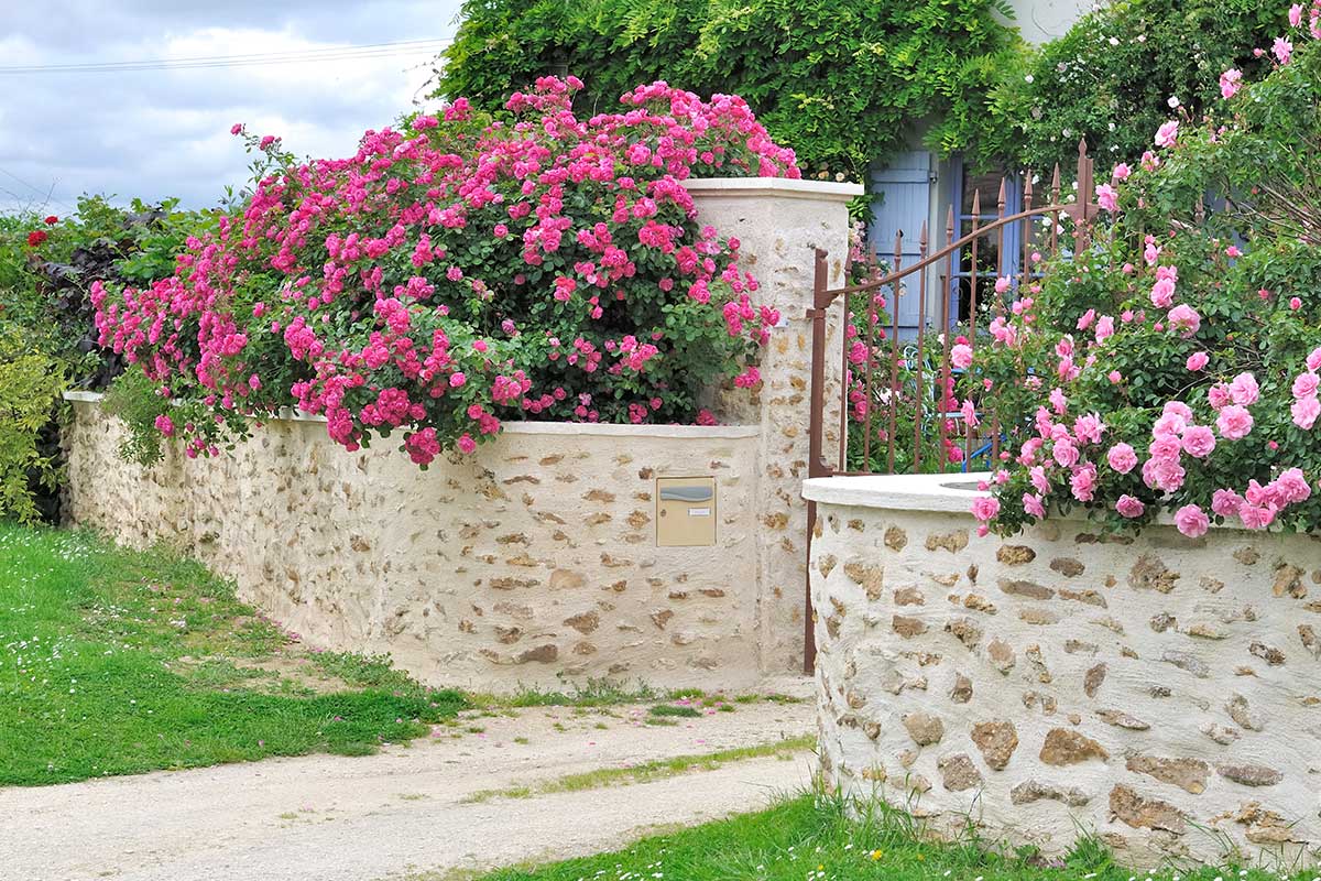 rose di confine, recinto casa