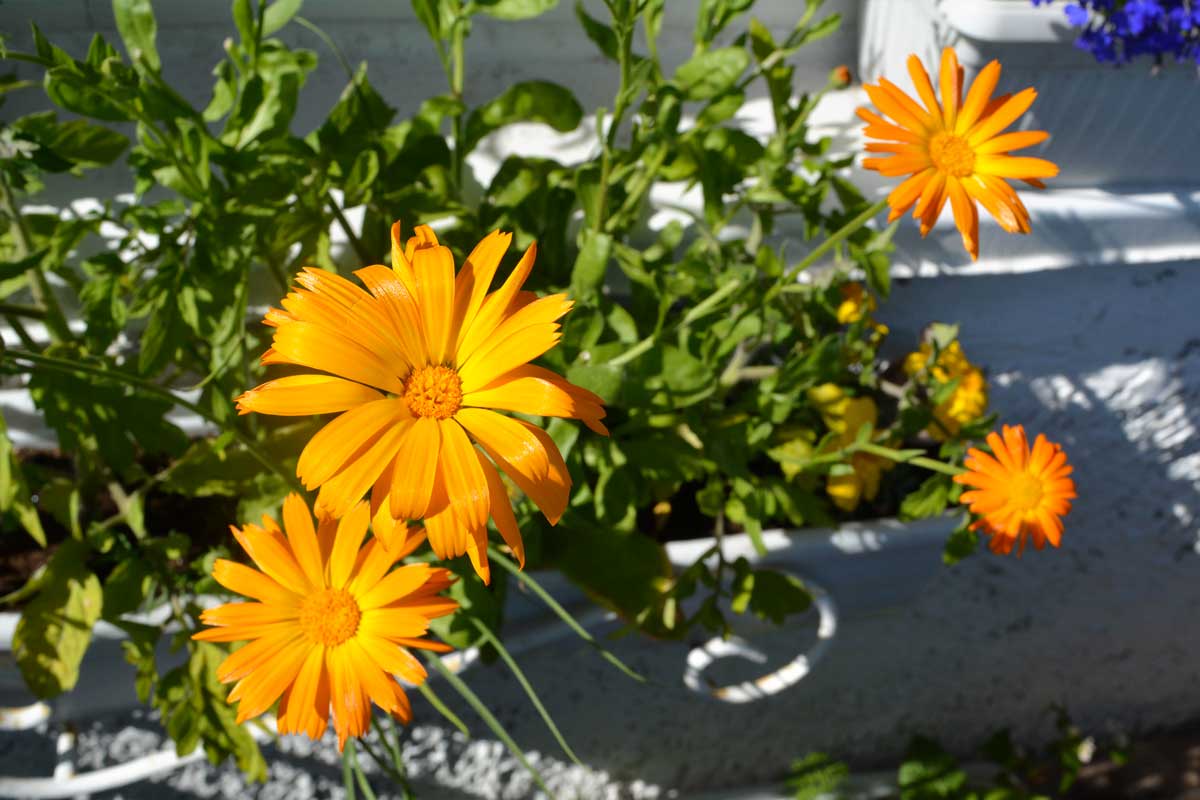 fiori sul balcone in autunno