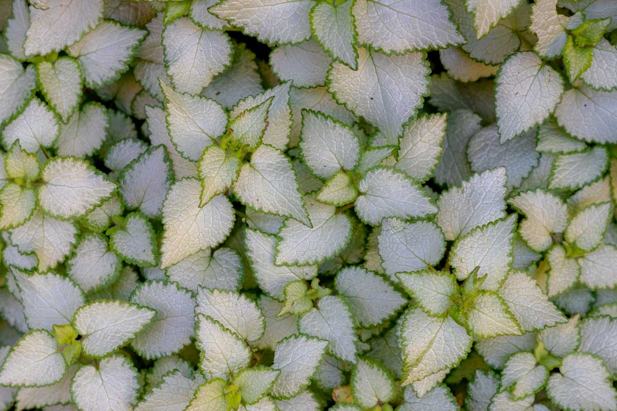 Lamium