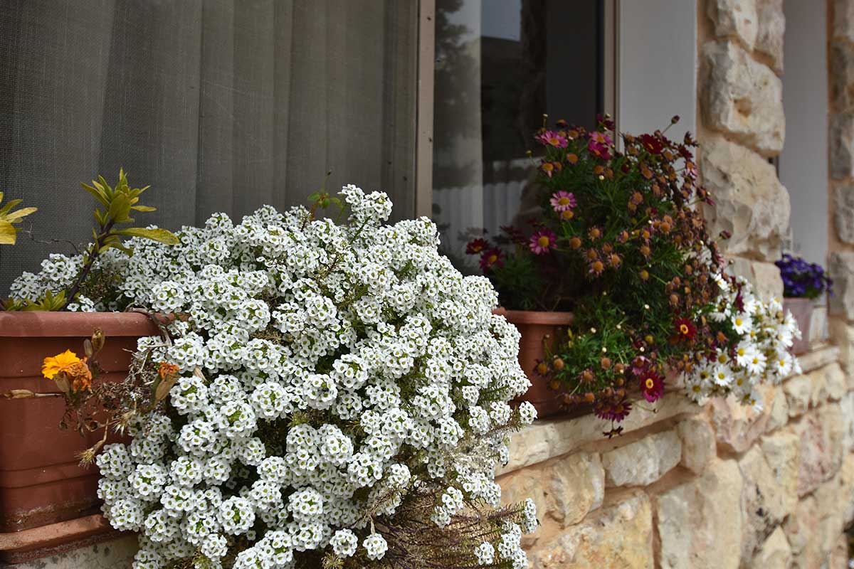 Alyssum
