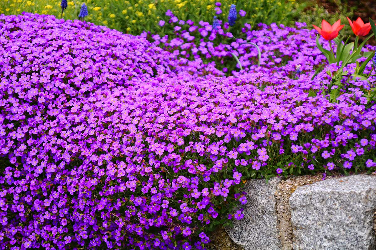 fiori per muretto in giardino