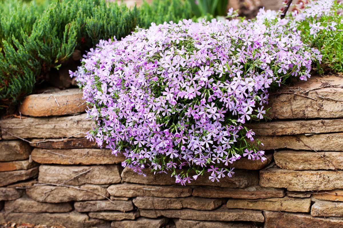 Phlox rampicante su muretto in pietra.