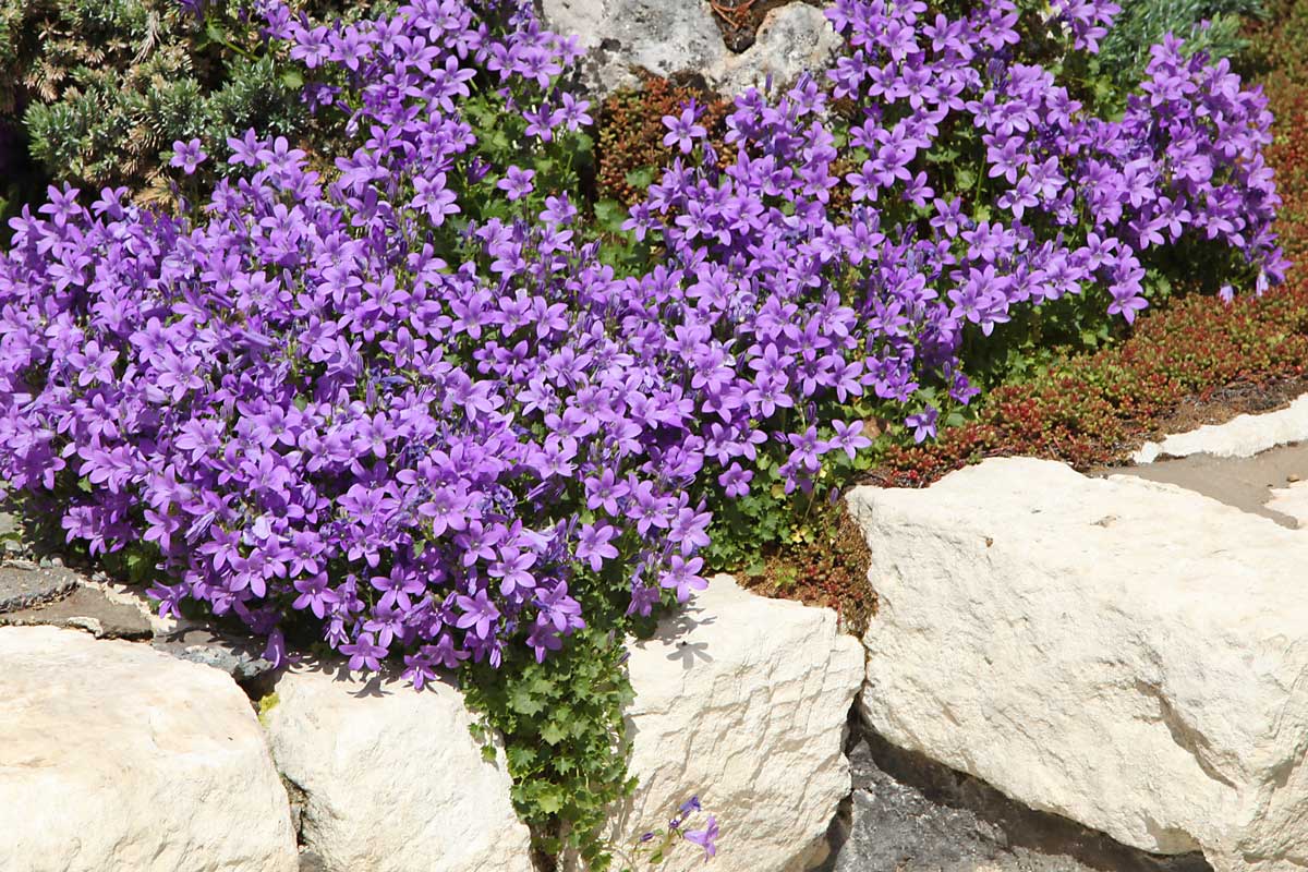 Campanula su muretto in pietra in giardino.