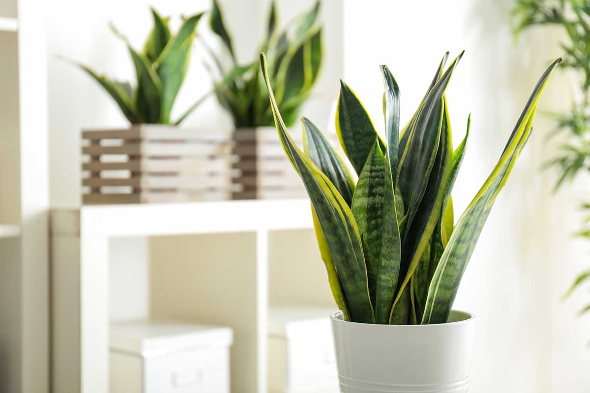 Sansevieria