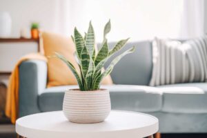 Sansevieria: la pianta d'appartamento indistruttibile, perfetta per i principianti Sansevieria