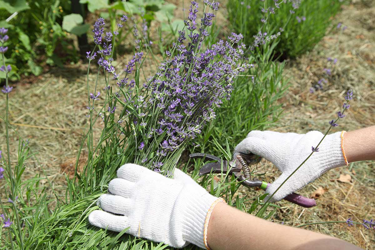 Lavanda in fase di potatura