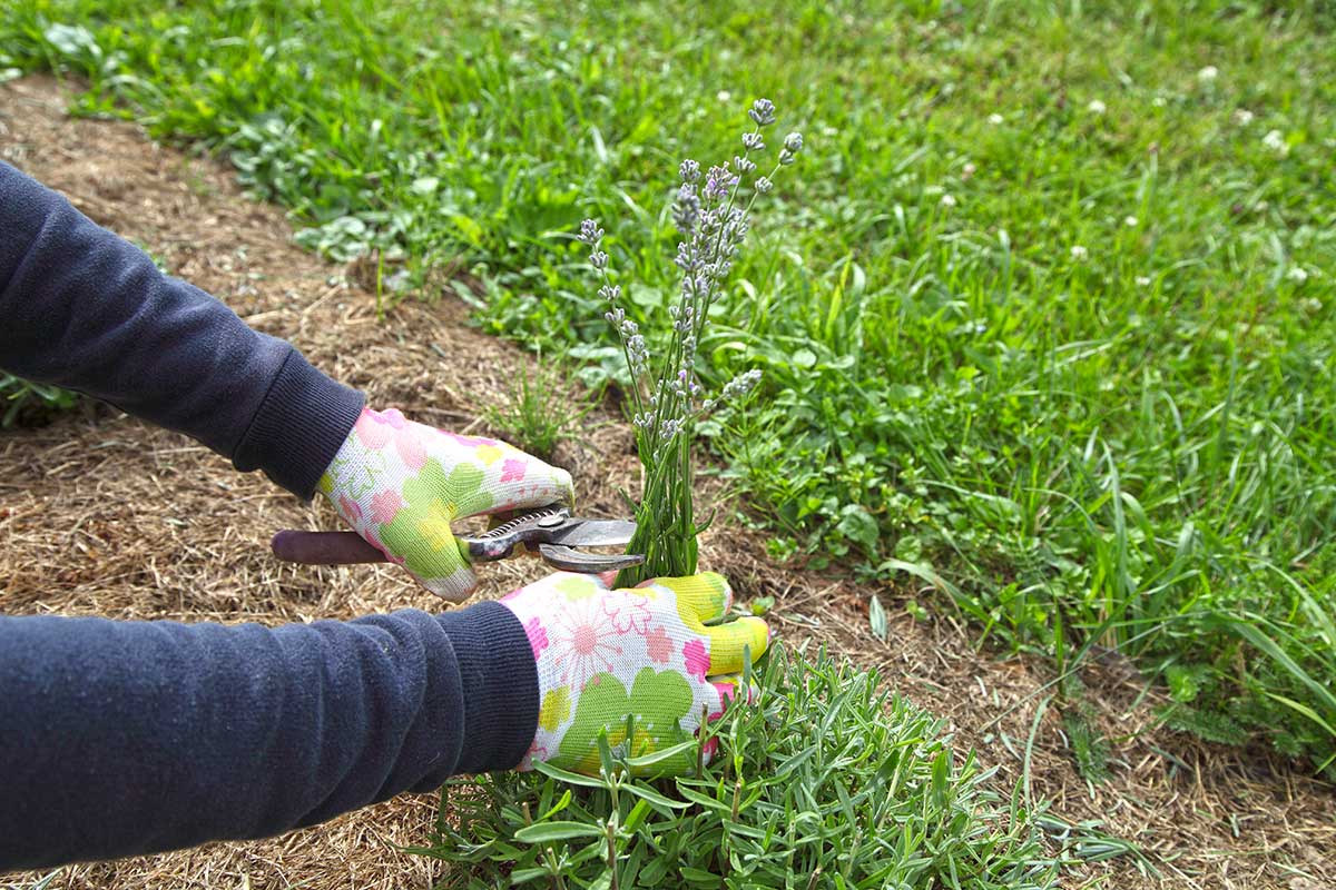 Lavanda in fase di potatura