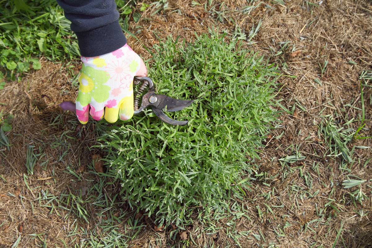 potatura della lavanda