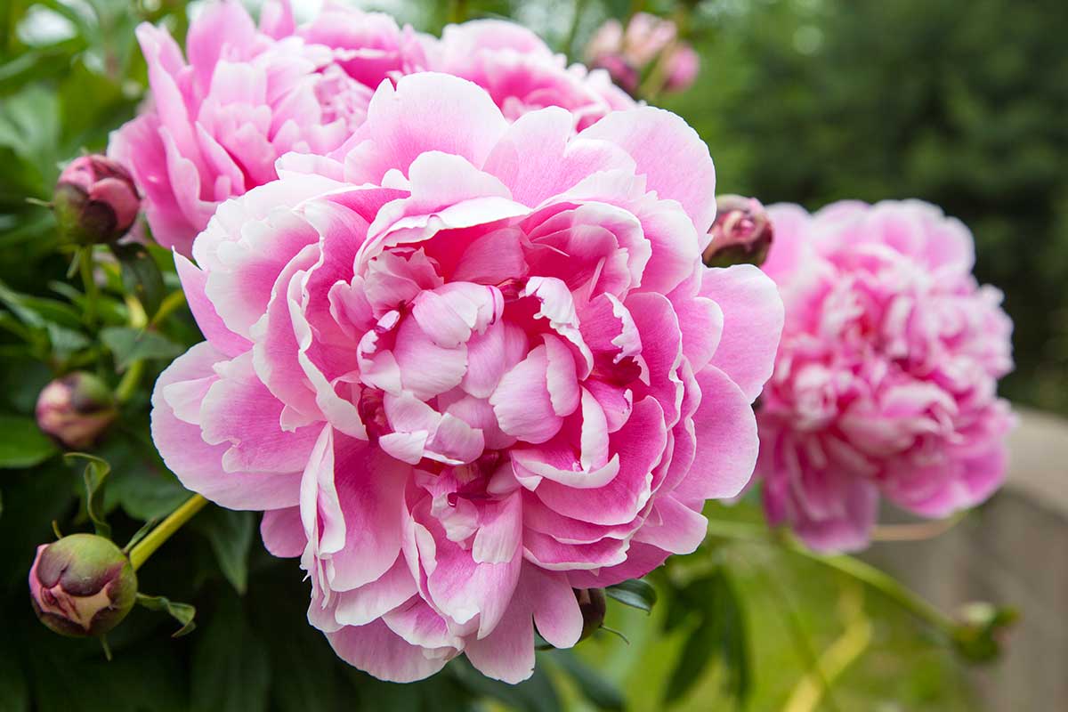 peonie in vaso