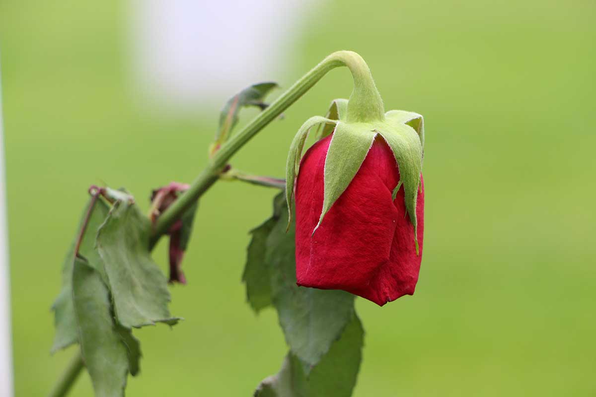 rosa rossa appassita