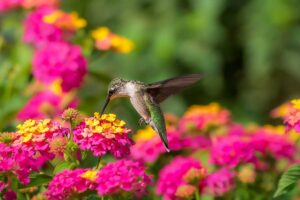 Quando raccogliere i semi di lantana: la guida completa al periodo e al metodo di raccolta raccolta dei semi di lantana