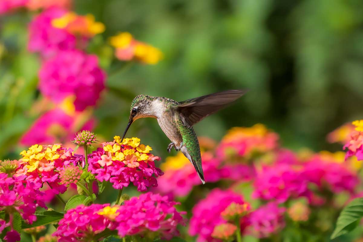 Quando raccogliere i semi di lantana: la guida completa al periodo e al metodo di raccolta  --- (Fonte immagine: https://www.ideadesigncasa.org/wp-content/uploads/2023/09/img_65154459a7915.jpg)