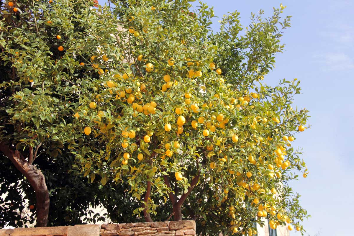 Cura albero limone