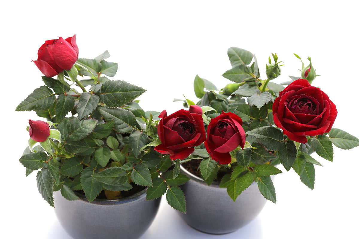 rose rosse in vaso