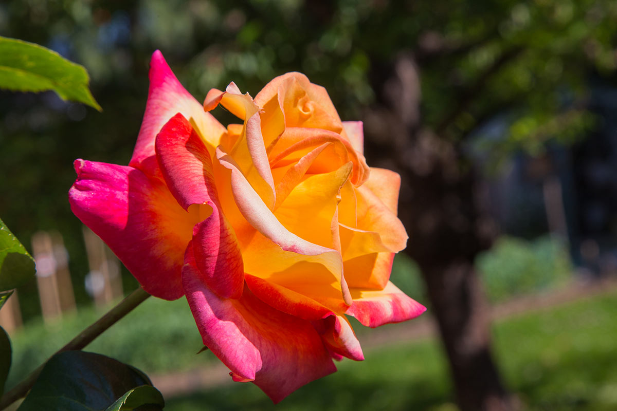 coltivare rose in vaso