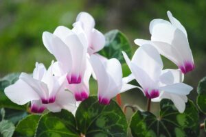 Ciclamini in ottobre: consigli esperti per coltivare un giardino da sogno! coltivare ciclamini ad ottobre