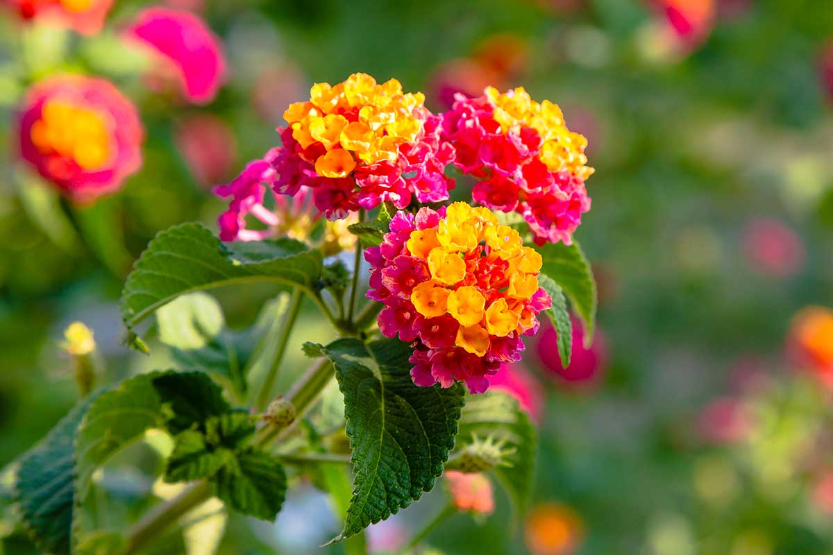 Talea di lantana.