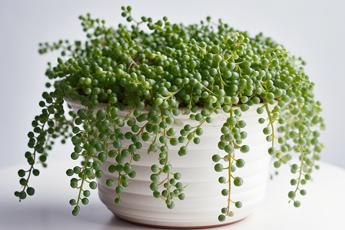 Senecio rowleyanus in vaso.