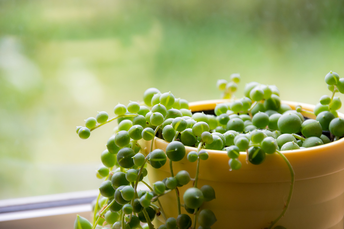 Senecio rowleyanus