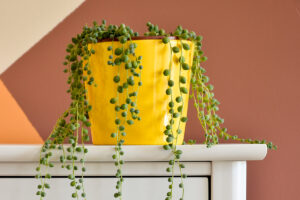 Senecio rowleyanus: guida alla coltivazione di questa succulenta che arreda con eleganza e fantasia Senecio rowleyanus