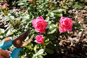 Come potare le rose come un vero giardiniere per prepararle all'inverno Potatura delle rose in autunno