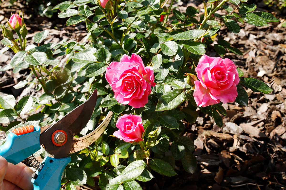 Potatura delle rose in autunno