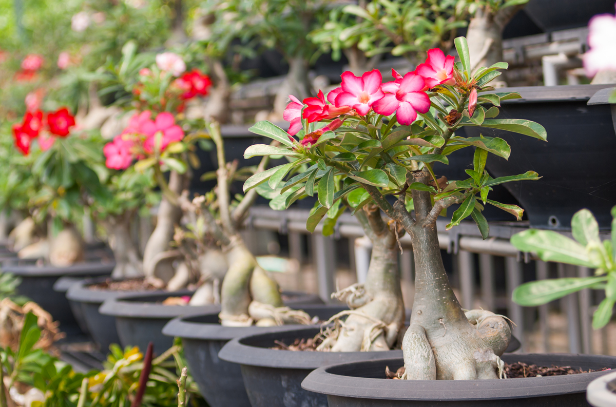 Adenium