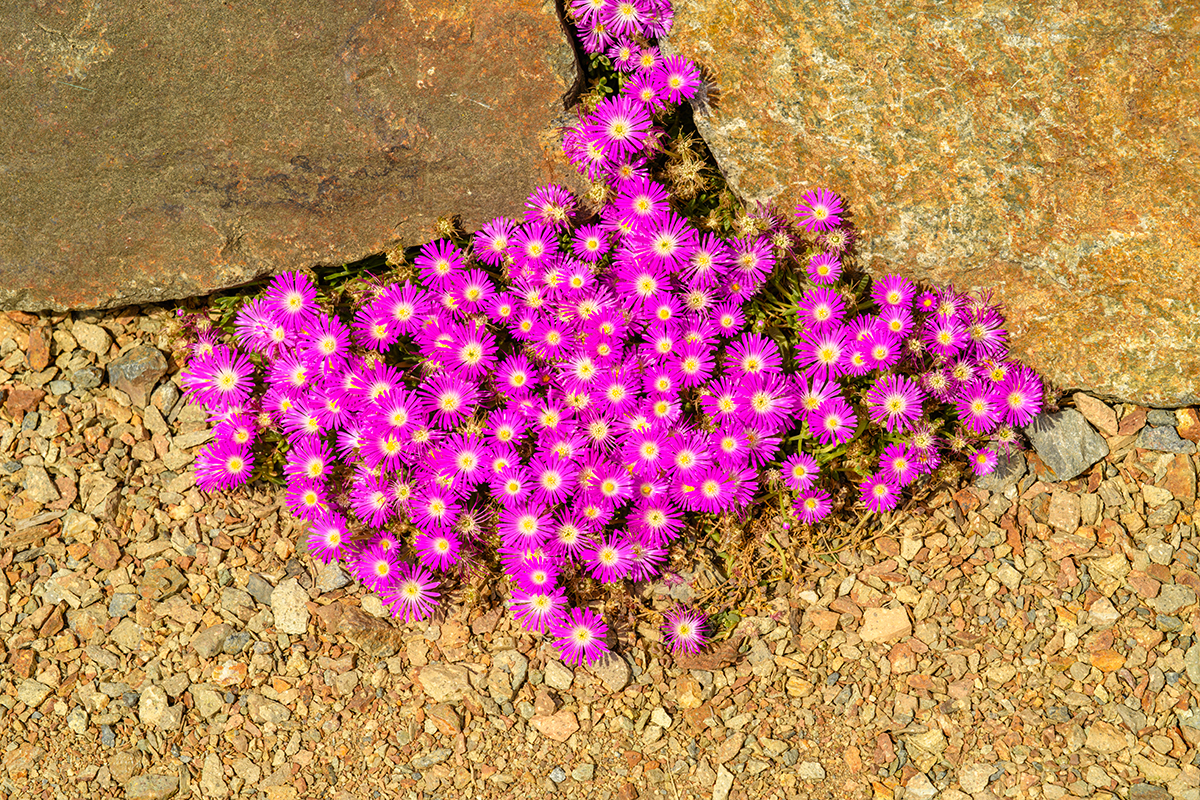 Delosperma Cooperi