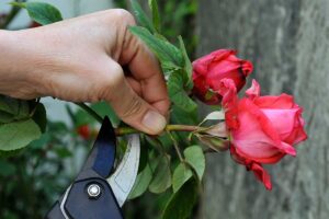 Coltivare un roseto a partire da una sola rosa: i segreti per una talea di successo talea di rose